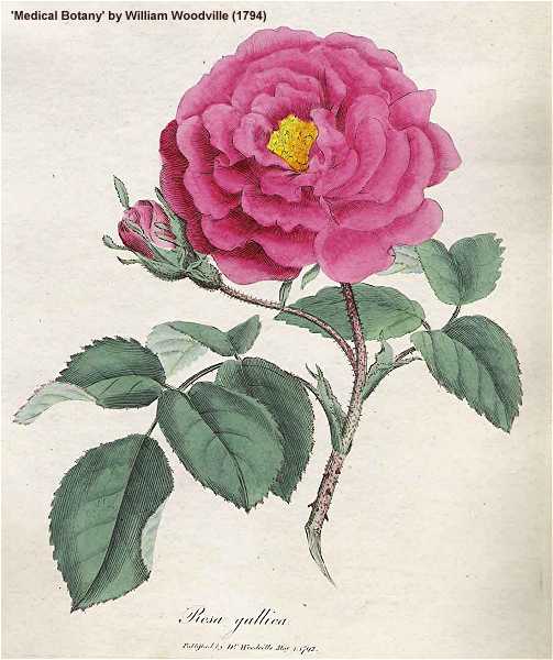 Rosa gallica